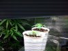 blue dream seedlings 4.JPG