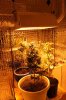 GrowRoom4911.jpg