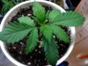 blue dream seedling 5.JPG