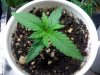 blue dream seedling 4.JPG