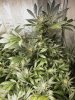 skywalker-og-day-51-b.jpg