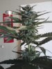 AK42 006.jpg