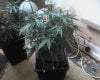 white widow lst.jpg