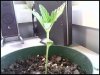 plant two week 1-3 copy.jpg