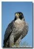 peregrine_falcon7619.jpg