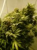 2 Wk7 Flowering Shiva Shanti.jpg