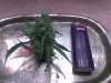 118 test bud cut.jpg