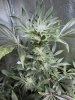 day55-skywalkerog-variation2-b.jpg