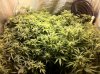 The Irie Grow 008.jpg