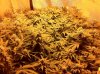 The Irie Grow 011.jpg