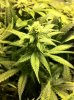 The Irie Grow 010.jpg