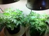 The Irie Grow 211.jpg