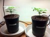 The Irie Grow 180.jpg