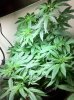 The Irie Grow 226A.jpg