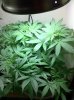 The Irie Grow 226.jpg