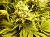 6 AK48 Flowering bud smaller one.jpg