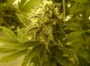 7 AK48 Flowering bud another small one.jpg