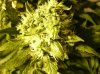 8 Shiva Shanti Flowering bud smaller one.jpg