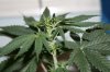 week 2 flowering 002.jpg