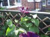 8th june garden plants 007.jpg