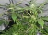 04-21-11 SK clone topped.jpg