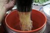 Plant1RootsGrow2Xin4Days.jpg