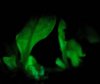 101129-glowing-plant-hmed-943a.grid-6x2.jpg