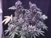 blackk domina lst darkness day 002.jpg