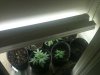 Growsetup2.jpg