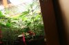 Wensday of week two bud added scrog 008.jpg