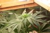 Big plant first week bud 001.jpg