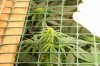 Wensday of week two bud added scrog 009.jpg