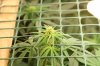 Wensday of week two bud added scrog 010.jpg