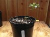 kmk outdoor grow 4 27 004.jpg