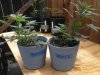 kmk outdoor grow 4 27 008.jpg