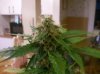 Bud 1.jpg