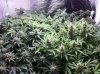 The Irie Grow 009.jpg