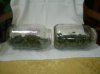 3 AK48 and Shiva Shanti small buds.jpg