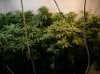 1 First Grow Flowering Room.jpg