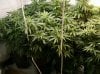 2 First Grow Flowering Room.jpg