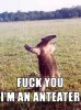 fuck-you-im-an-anteater.jpg