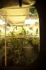 scrog-2.jpg