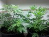 bendbrewer-329056-albums-virgin-grow-picture1580590-2-mothers.jpg