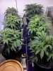 bendbrewer-329056-albums-virgin-grow-picture1582105-pre-flower-all-top.jpg