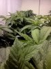 bendbrewer-329056-albums-virgin-grow-picture1582101-pre-flower-close-up.jpg