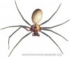 brown-recluse-spider.jpg