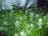 The Irie Grow 032.jpg