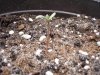 seedling2.jpg