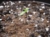 seedling3.jpg