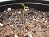 seedling4.jpg